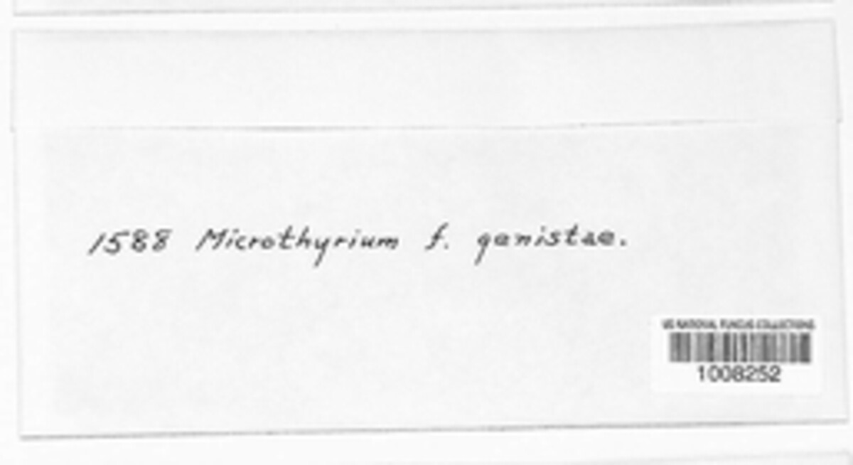 Microthyrium genistae image